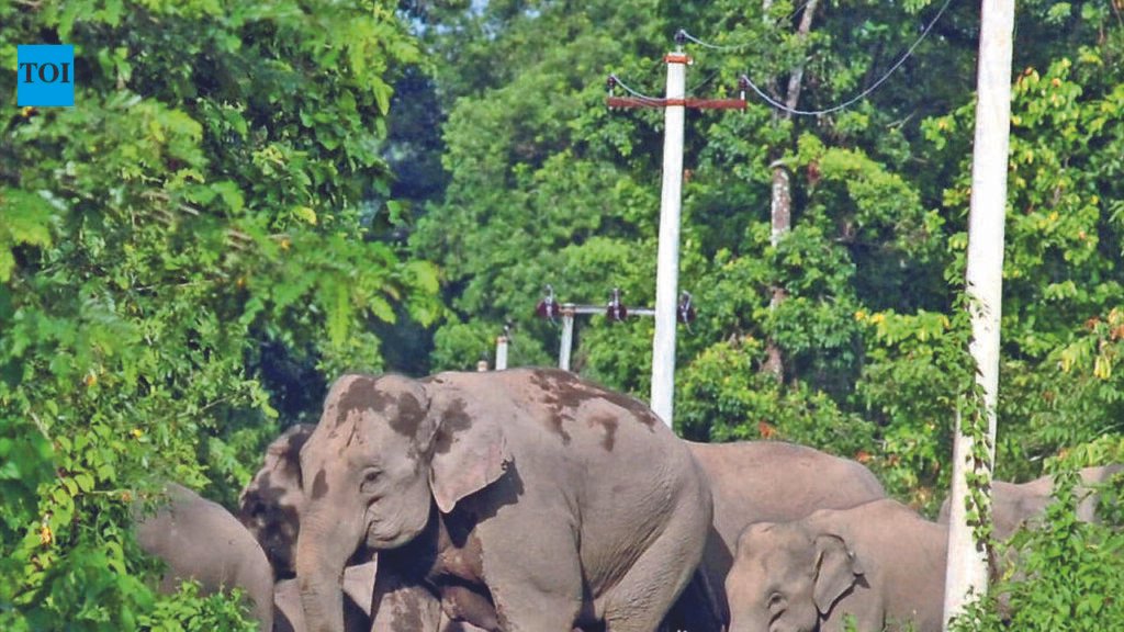 Ramgarh man trampled to death by elephant while trying to film herd | Ranchi News