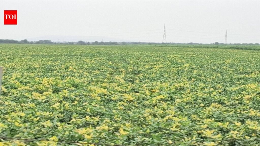 Bhilwara farmers face crop loss as yellow mosaic virus hits pulses | Jaipur News
