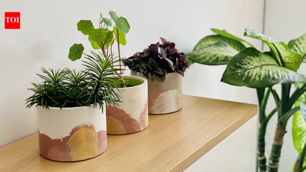 Diy Hacks For Plant Corners: 5 easy DIY hacks to create a luxury plant corner without spending a fortune |