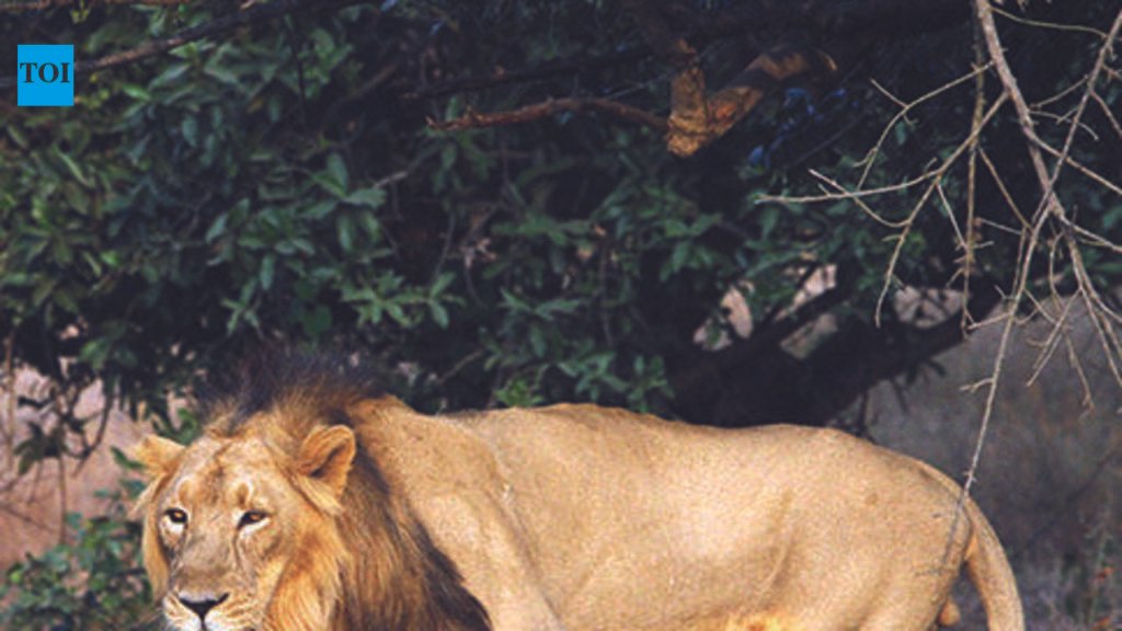 Lion carcass found in farm well in Gir Somnath | Rajkot News