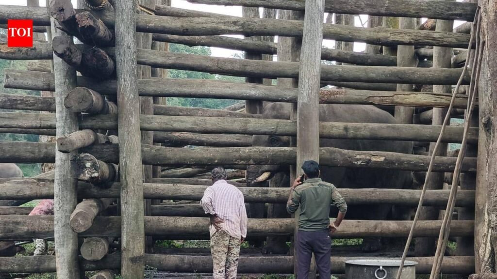 Another tusker rescued in Kodagu | Mysuru News