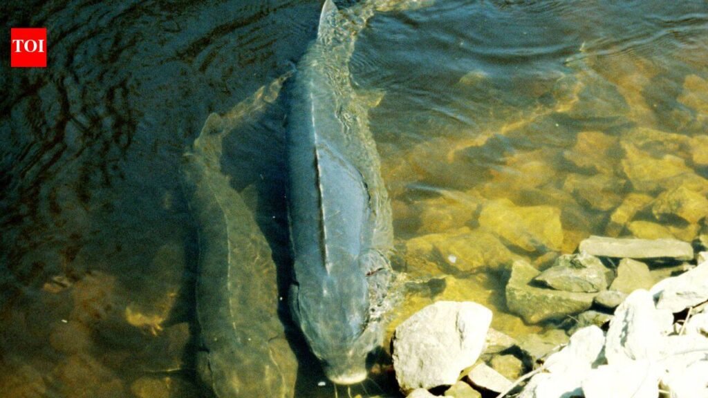 For decades, scientists estimated lake sturgeon lived for 150 years. New evidence suggests some Great Lakes fish may reach more than 400 years |