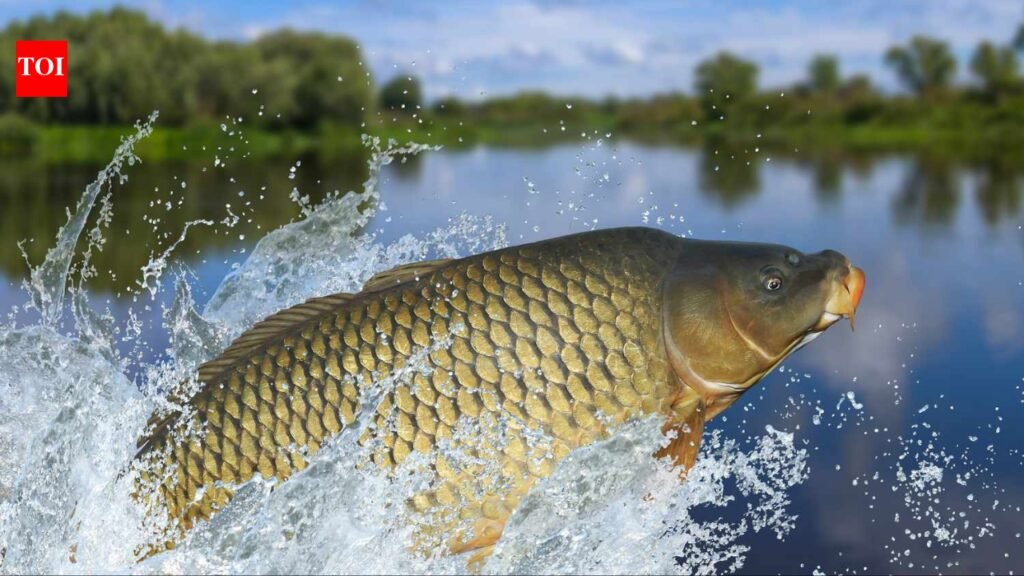 Tasmania spent 28 years removing invasive carp from two lakes; after 49,301 fish were taken out, the state declared carp functionally eradicated and trout began bouncing back