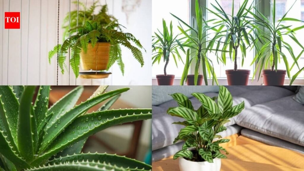When outdoor plants struggle, these 5 houseplants keep your home green and lush