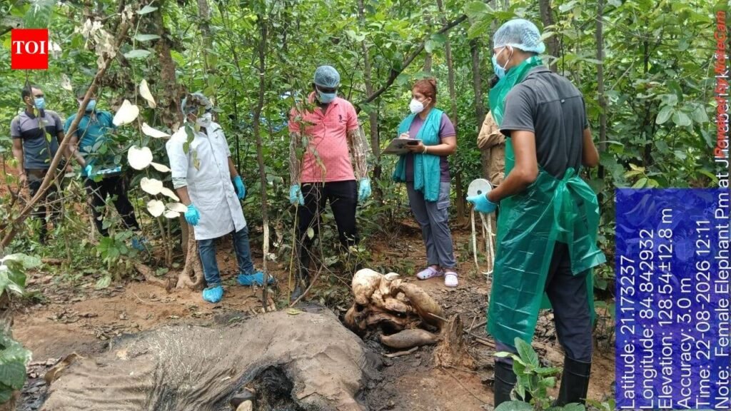 Female tusker’s carcass found in Deogarh forest | Bhubaneswar News