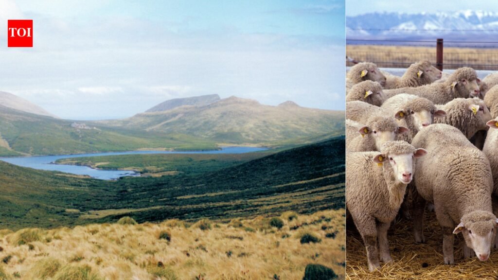 In 1931, a bankrupt farmer abandoned 4,000 sheep on a sub-Antarctic island: Decades of isolation produced a flock with rare inherited traits