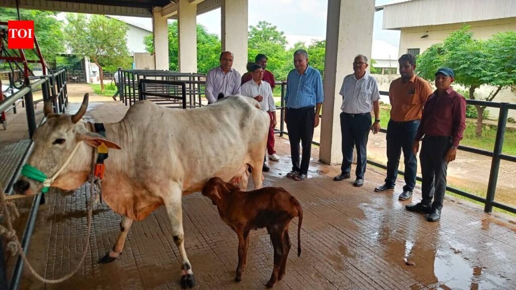 Seventh calf birth by surrogacy under FVAS project | Varanasi News