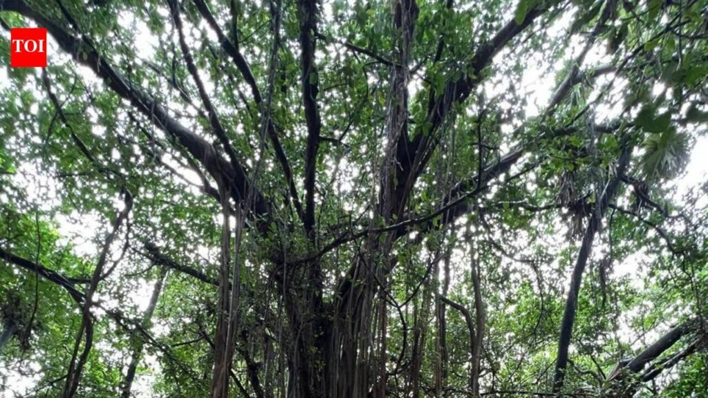 Carmichael Rd residents rally around threatened banyan tree | Mumbai News