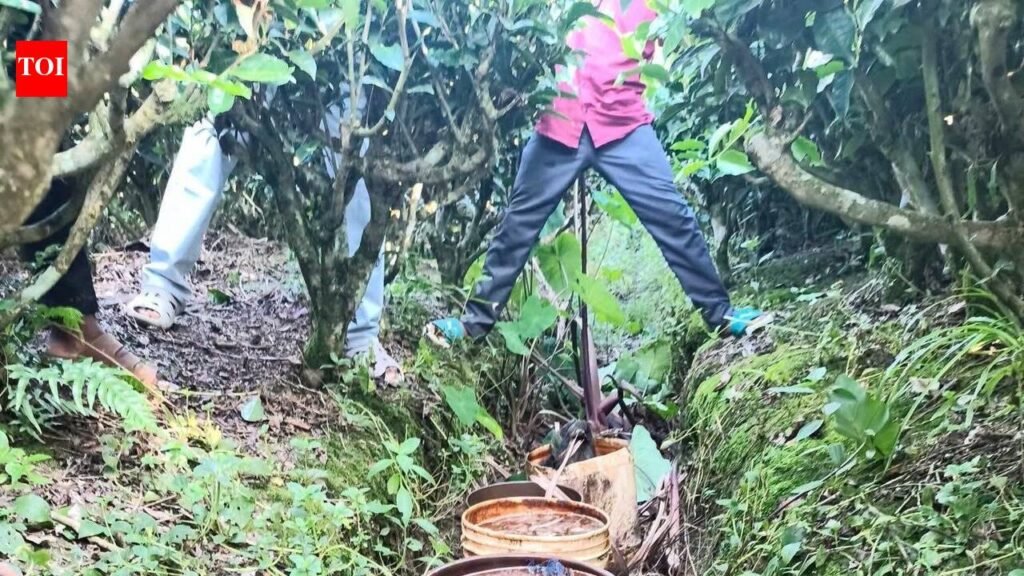 ATTSA, cops join hands to raise awareness against ‘sulai’ in Tinsukia tea gardens, destroy liquor dens | Guwahati News