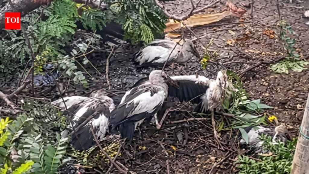 62 Asian openbill storks die after storm uproots roosting tree in Jorhat, 68 injured | Guwahati News