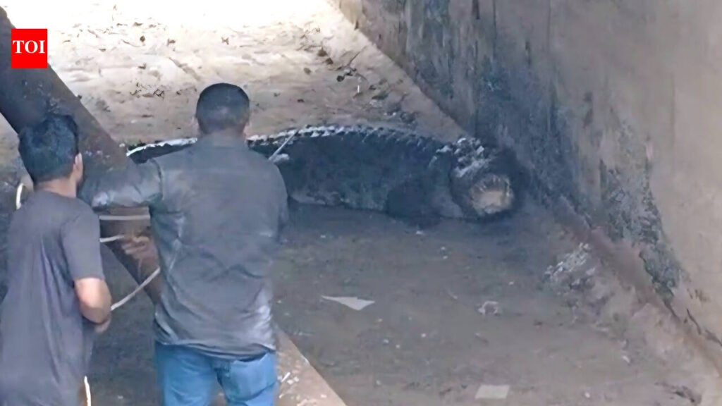 Crocodile attacks buffalo in Bil area | Vadodara News