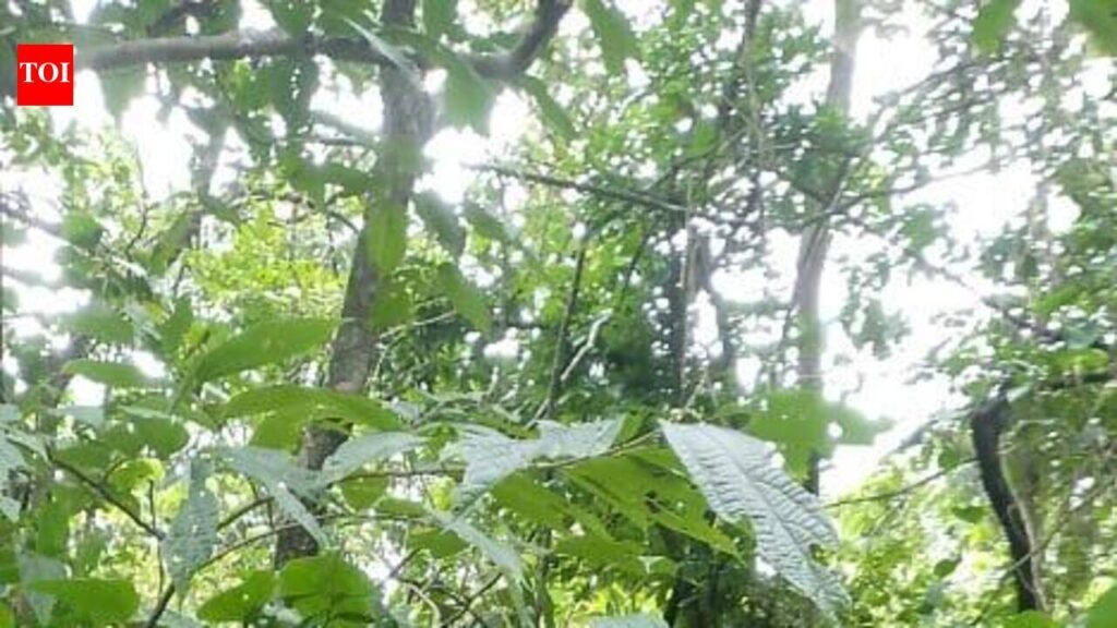 Elephant Omkar returns to Goa, damages farms | Goa News