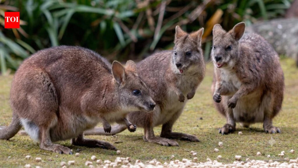 In 1912, New Zealand released wallabies near Rotorua; they now occupy more than 200,000 hectares and, if left unchecked, could spread across a third of the country by 2065, causing $84 million in damage a year