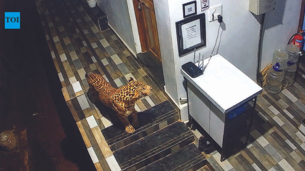 Leopard climbs first floor, attacks dog at Arambol | Goa News