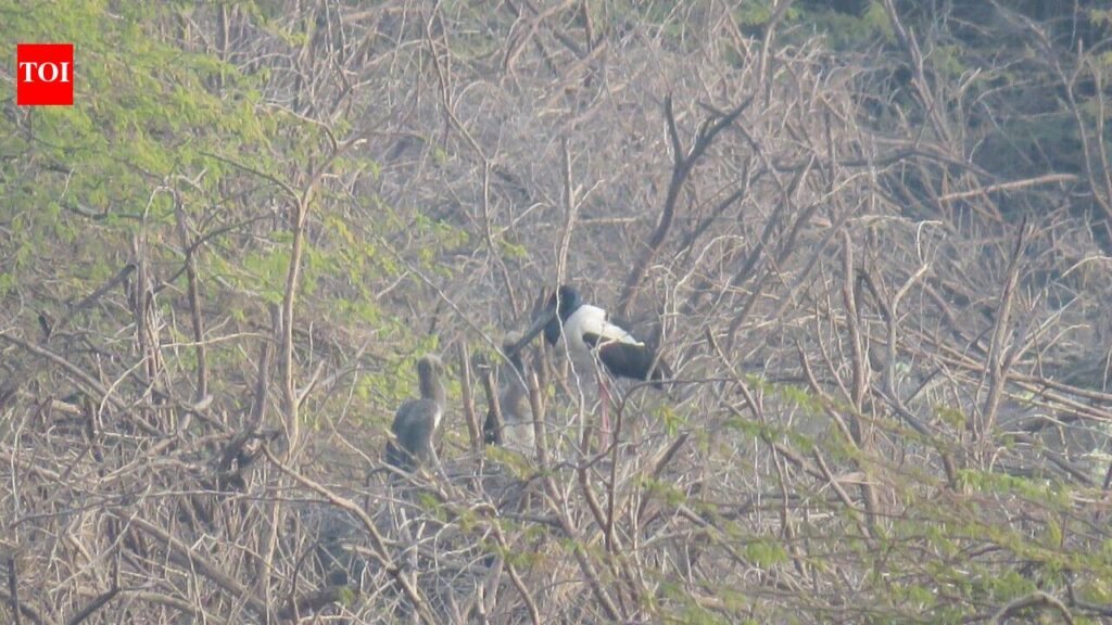 Khijadiya emerges as stronghold for black-necked stork breeding | Ahmedabad News