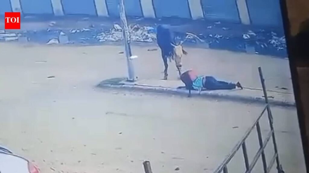 2nd attack in 2 days: Stray bull leaves 70-year-old woman injured | Chandigarh News