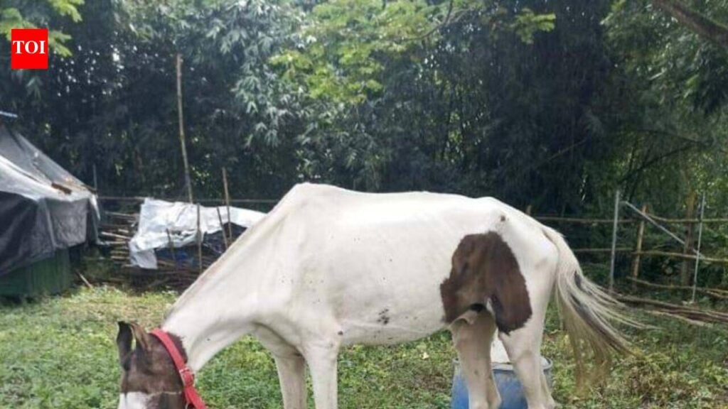 FIRs filed after 2 ailing horses rescued in Kol | Kolkata News
