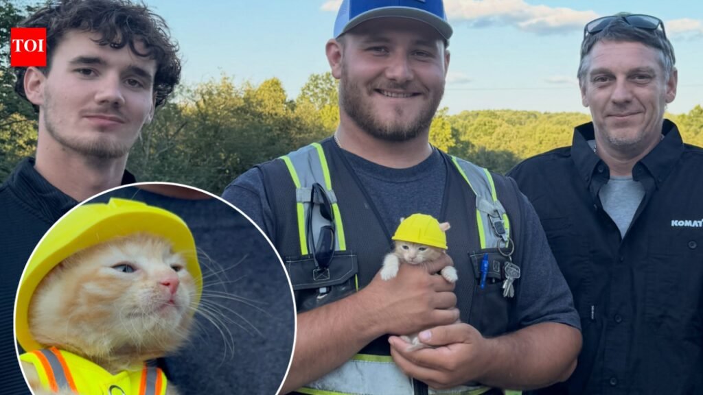 Ohio construction workers found a kitten trapped inside an excavator; now she has her own hard hat and a job working with them | World News