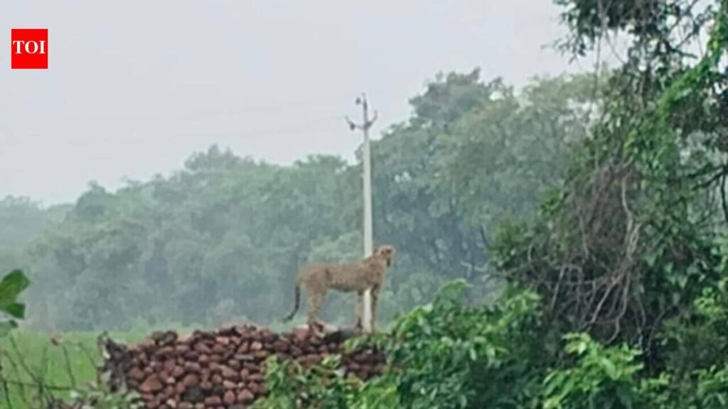 Botswana cheetahs from Kuno enter Raj, spotted in Baran’s Shahabad forests | Jaipur News