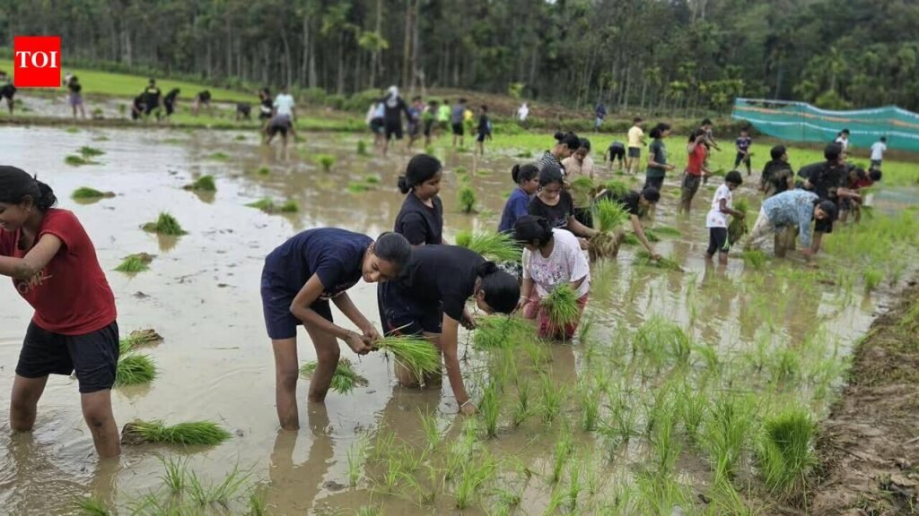 Sow less rice, more millets to save groundwater: IIT Gandhinagar-UFZ study | Ahmedabad News