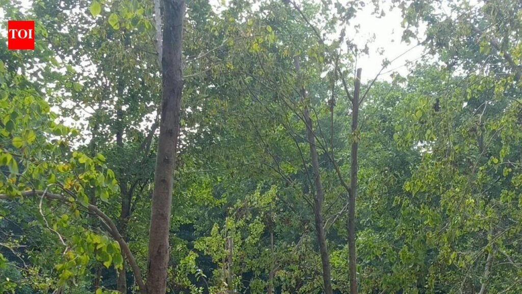 Activist flags lapses in Thane tree-cutting notice, seeks fresh survey | Mumbai News