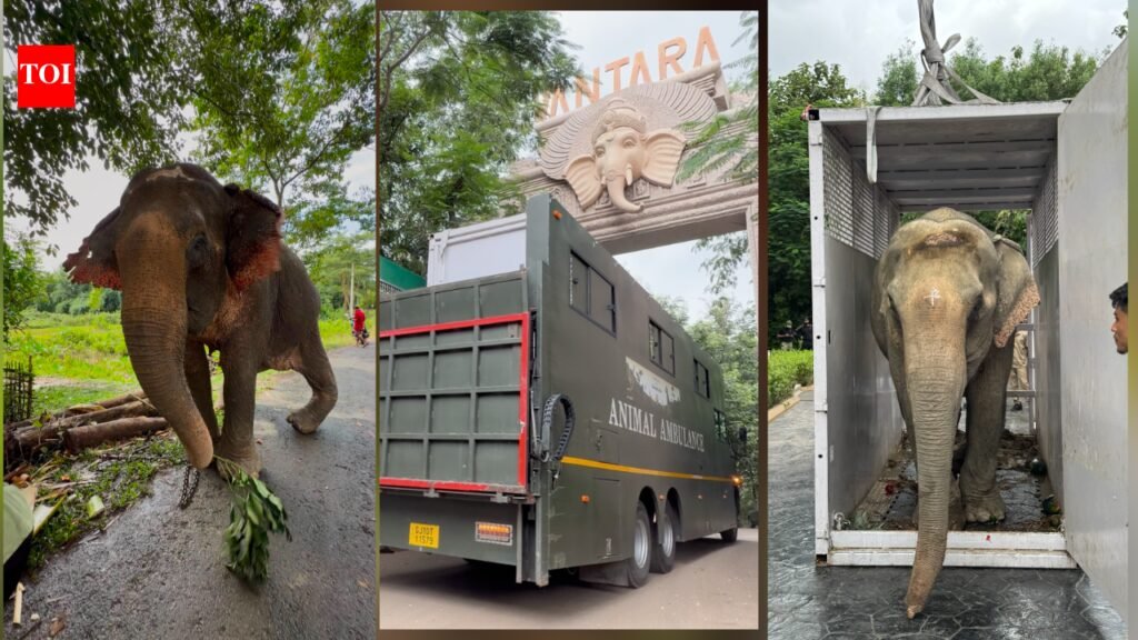 Flood-rescued elephant Joymoti airlifted and shifted to Anant Amabani’s Vantara for specialised care | India News