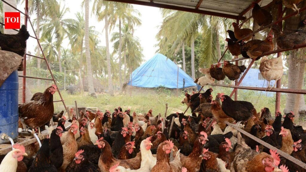 Maize, soya price surge hits poultry farmers | Mangaluru News