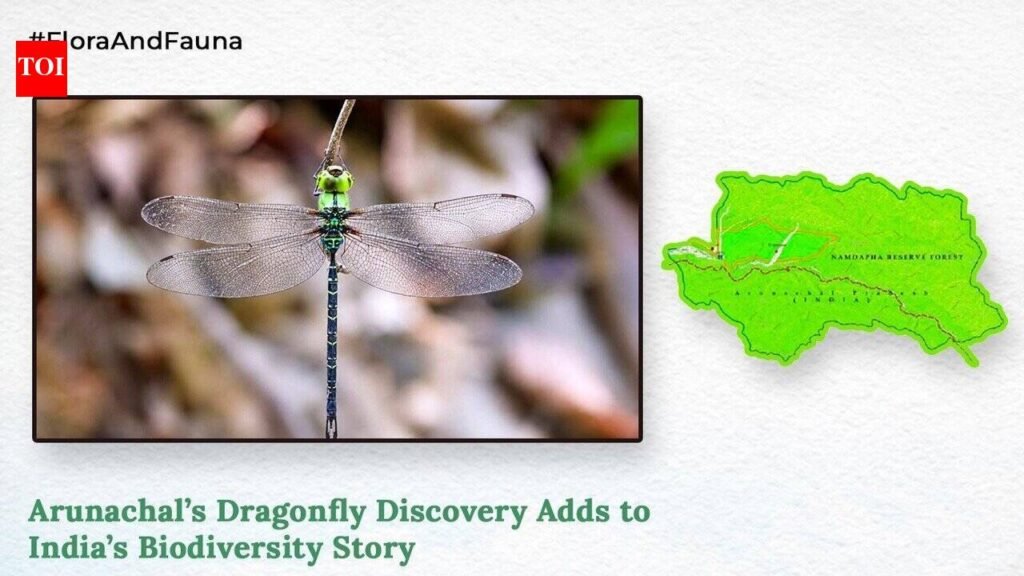 Rare Spoon-tailed Duskhawker gragonfly photographed for 1st time in Arunachal | Guwahati News
