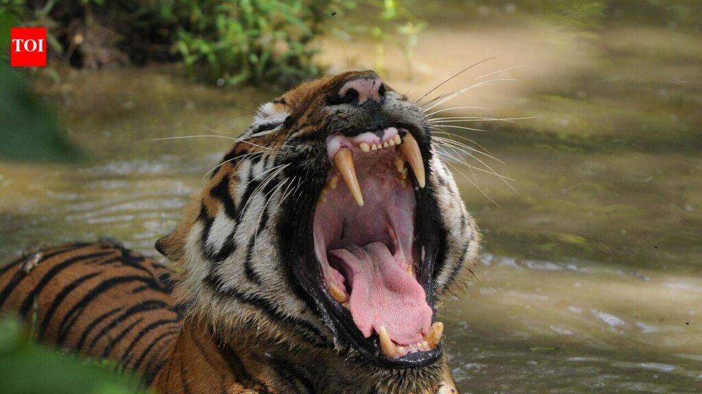Tiger mauls 25-year-old cattle herder to death | Nagpur News