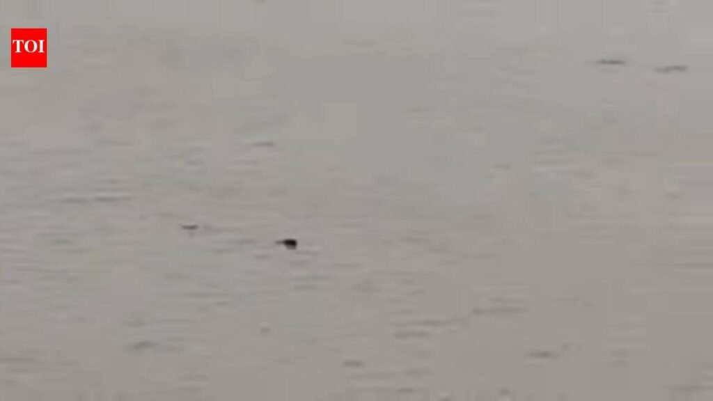 Man dragged away by crocodile during bath in river | Kanpur News