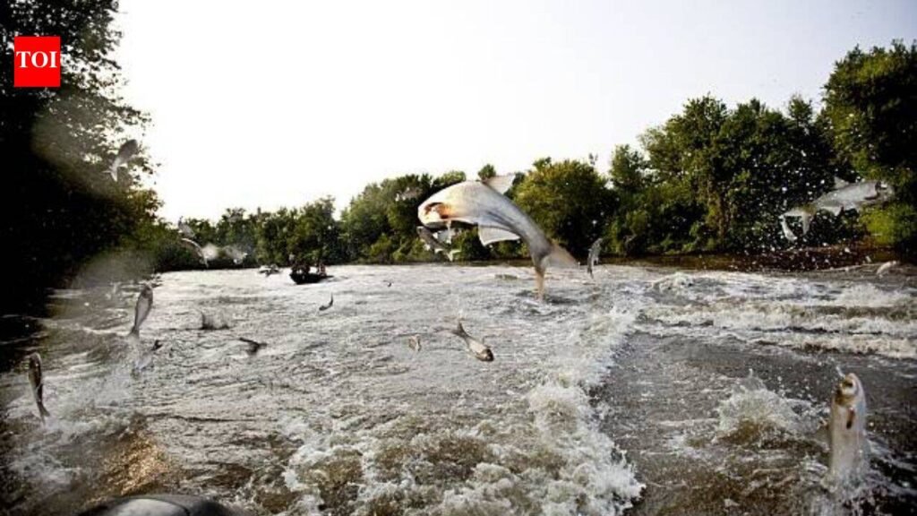 In 2009, Minnesota treated Pickerel Lake with fish poison to remove common carp; afterward water clarity rose nearly 600% and plant cover climbed from 4.6% to 90%