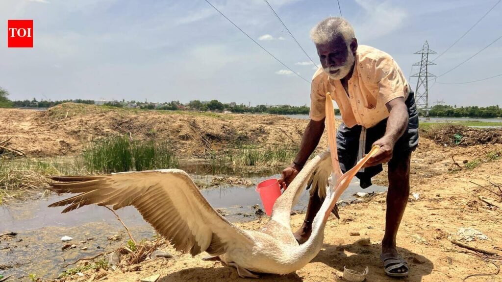 Poaching menace: Pelican suffers neck injury at Korattur lake | Chennai News