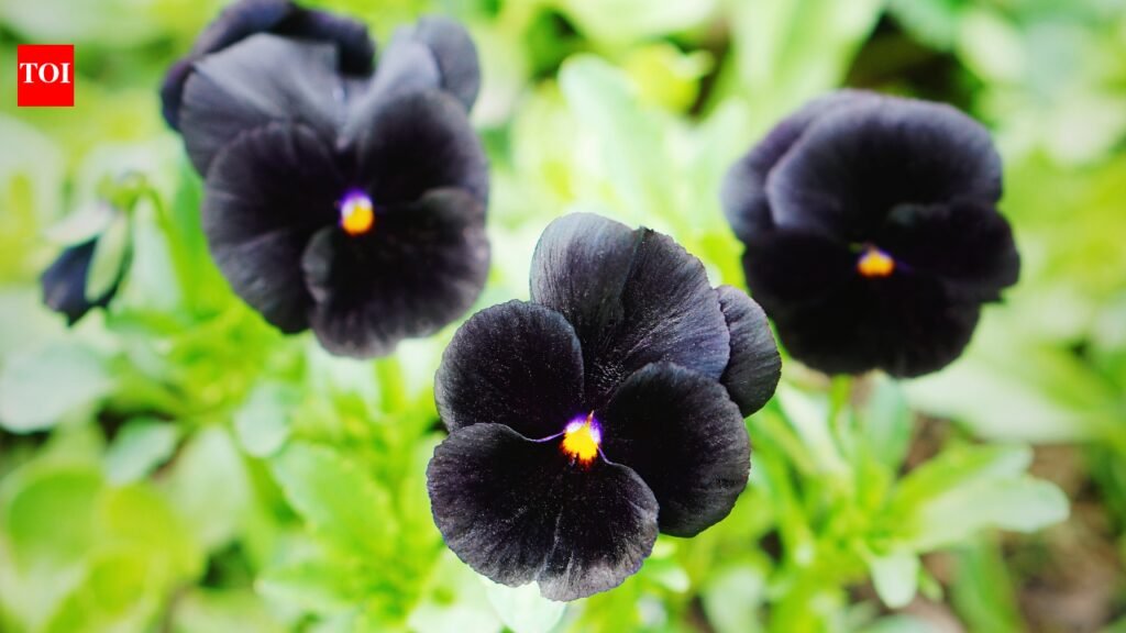 Black Flowers: Black hollyhock to Black Baccara: 5 black flowers that you may have never heard of