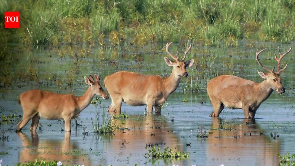 Over 25 yrs, Kaziranga centre provides 10k animals a second chance at life | Guwahati News