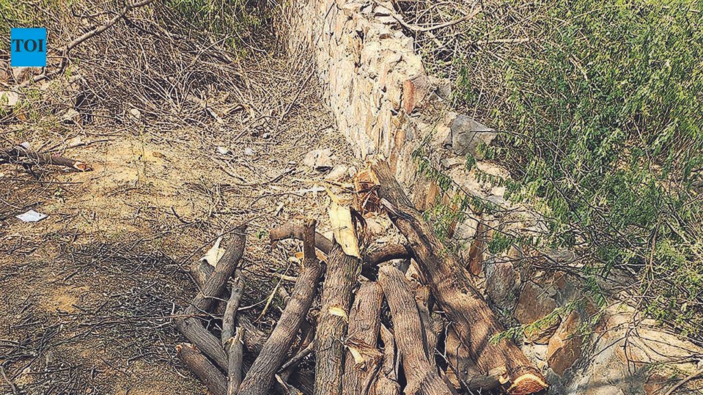 SC panel to inspect Matri Van site in Gurgaon after row over tree felling | Gurgaon News