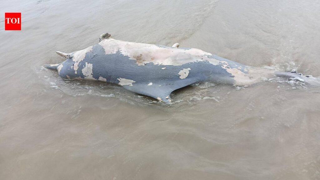 Dolphin, porpoise deaths rise along Goa’s coast, point to gaps in marine mammal protection | Goa News