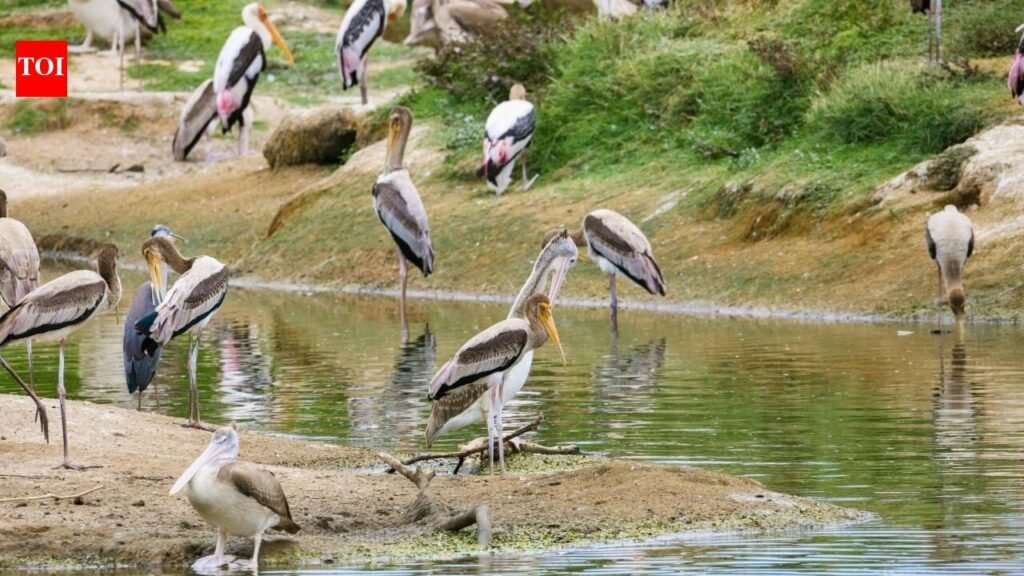 Galveston Bay Waterbirds: In the 1930s, Texas built 3 bird-nesting islands from dredged mud; all vanished, but one rebuilt 4.5-acre island now hosts more than 2,500 nesting pairs