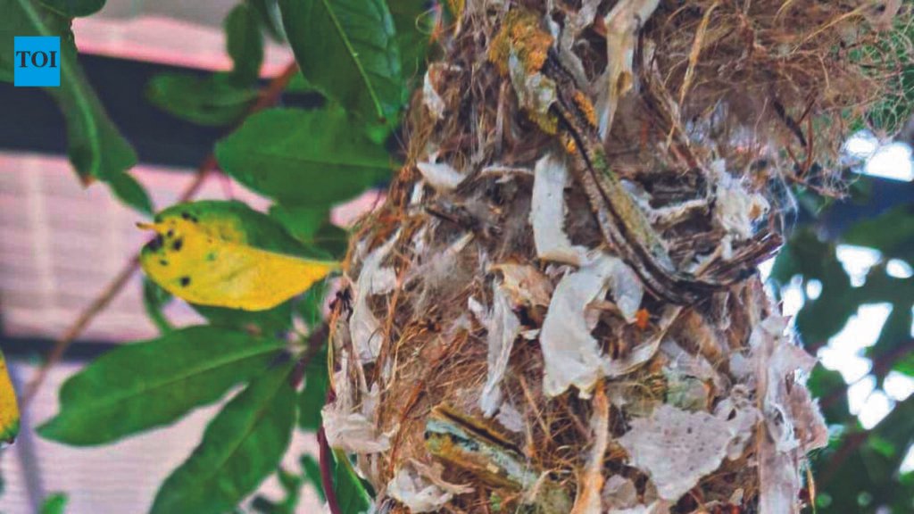 Sunbird Nest Built With Plastic Strips Spotted In Coimbatore | Chennai News