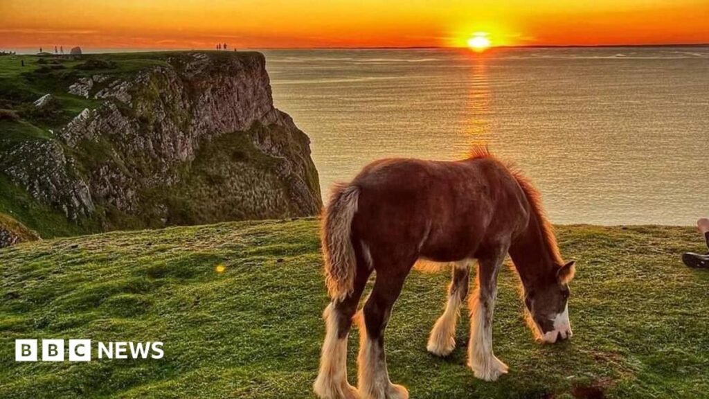 Rhossili cliff horses removed after more than 100 years in grazing rights row