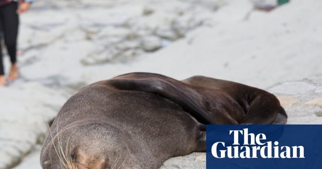 Fur seal‘s death marks first Australian mainland mammal fatality from spreading H5 bird flu strain | Bird flu