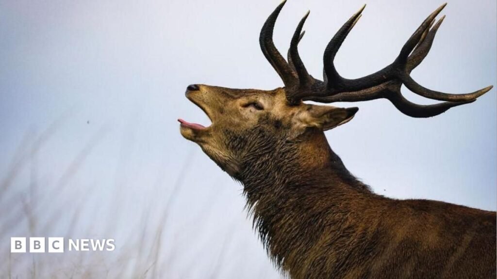Stag put down after attacking man in Richmond Park