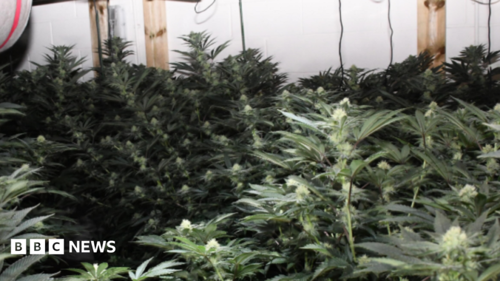 Man caught by sniffer dog behind fake wall jailed on cannabis farm