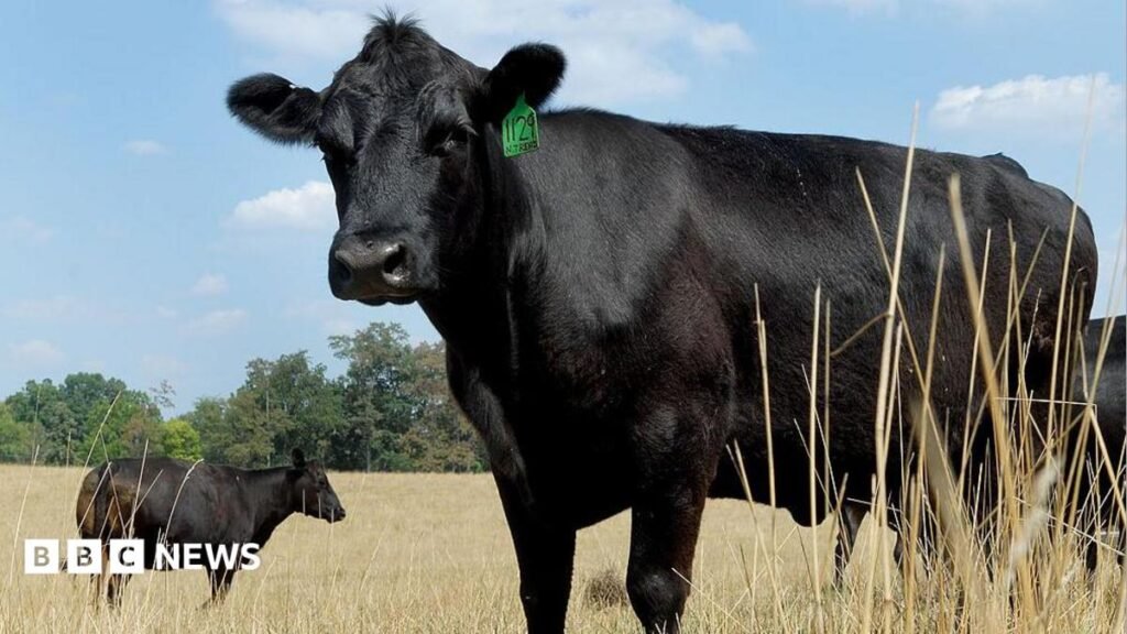 What’s causing record high US beef prices?