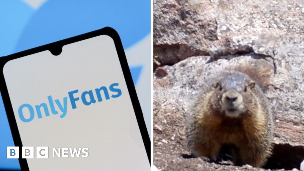 Watch: Why are these marmots raising money on OnlyFans?