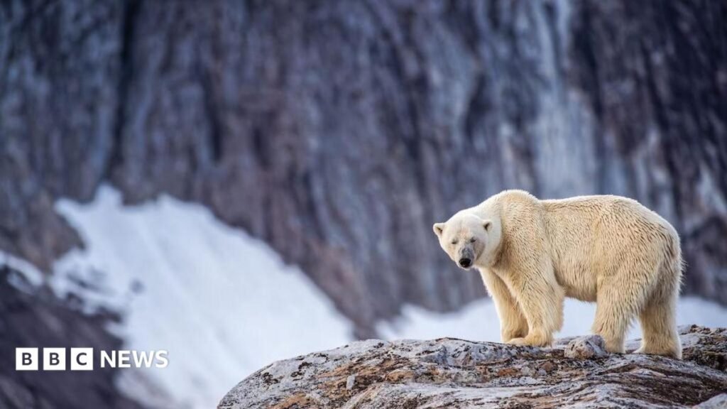 Person fined for using foghorn to wake sleeping polar bear