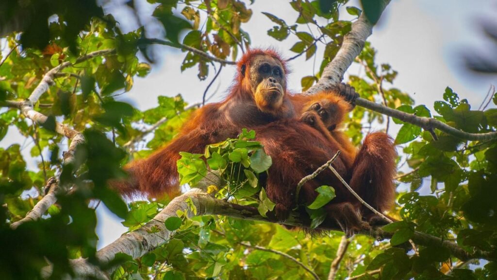 ‘People could get hurt’: Conservationists decry AI wildlife visuals