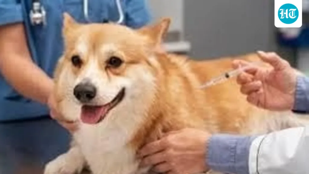 Missing piece in veterinary health care infrastructure