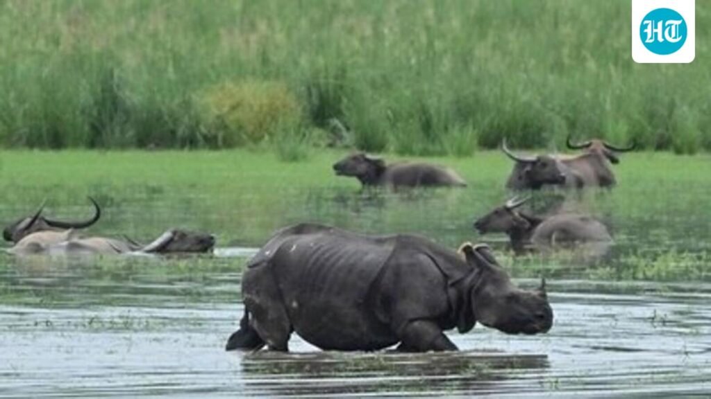 Kaziranga eco-sensitive zone to be cut from 10km to 1km as per SC guidelines: Assam CM
