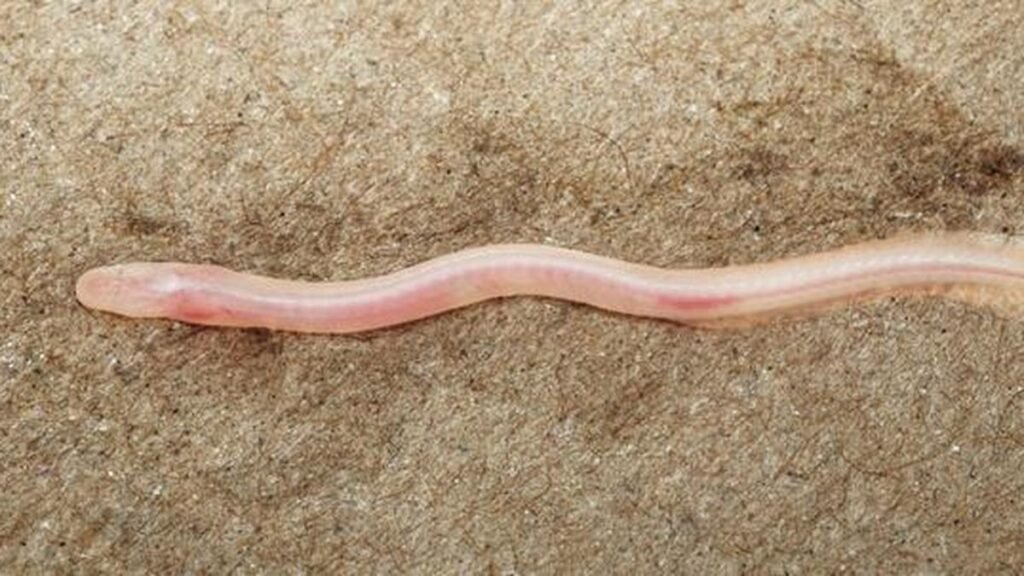Science for all newsletter: TikTok aids scientists to report an unknown subterranean fish in the Gangetic Basin