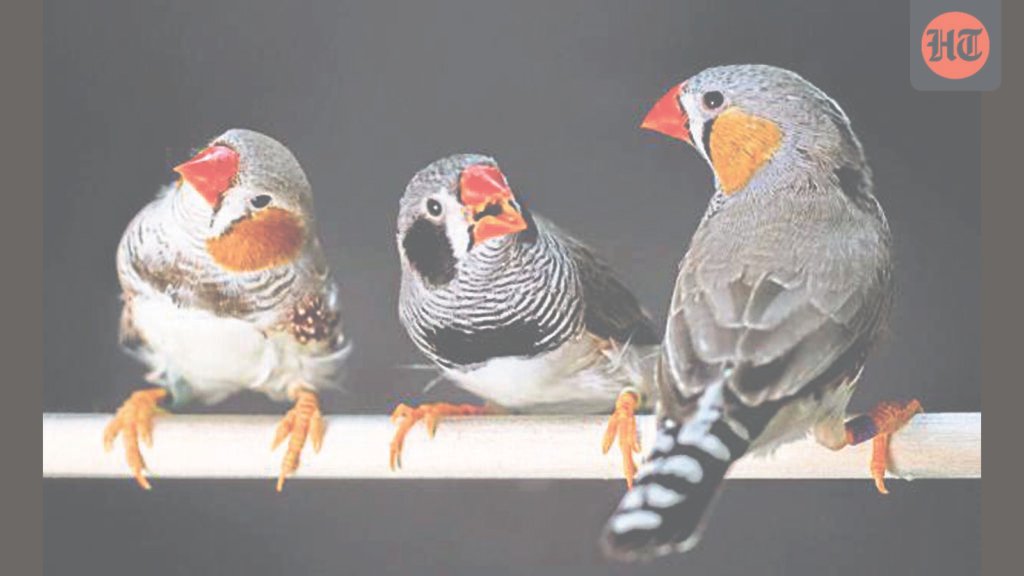 On the same wavelength: Why do we like the same birdsongs that birds like?